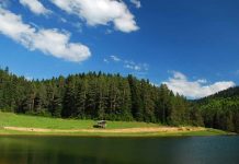 Ormanlara Giriş Yasağı: İstanbul Dahil Hangi İllerde Yasak Var? Yaz Aylarında Ormanlara Giriş Yasağı: İstanbul Dahil Hangi İllerde Yasak Var?