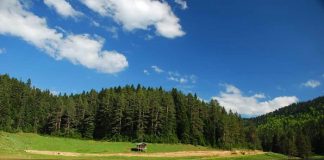 Ormanlara Giriş Yasağı: İstanbul Dahil Hangi İllerde Yasak Var? Yaz Aylarında Ormanlara Giriş Yasağı: İstanbul Dahil Hangi İllerde Yasak Var?