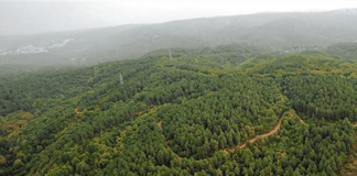 Türkbükü’ndeki Ormanlık Alanın Statüsünün Değiştirilerek Yapılaşmaya Açıldı Bodrum'da bazı alanlar orman
