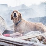 Deprem köpekleri: Hiçbir teknoloji onlardan daha iyi değil! Türkiye'yi vuran son depremler, arama kurtarma faaliyetlerinde özel eğitimli köpeklerin ne kadar önemli bir rol oynayabildiğini bir kez daha gösterdi. Deprem köpekleri