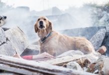 Deprem köpekleri: Hiçbir teknoloji onlardan daha iyi değil! Türkiye'yi vuran son depremler, arama kurtarma faaliyetlerinde özel eğitimli köpeklerin ne kadar önemli bir rol oynayabildiğini bir kez daha gösterdi. Deprem köpekleri