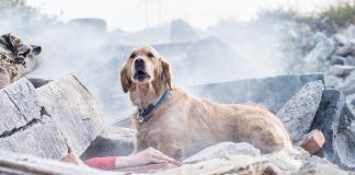 Deprem köpekleri: Hiçbir teknoloji onlardan daha iyi değil! Türkiye'yi vuran son depremler, arama kurtarma faaliyetlerinde özel eğitimli köpeklerin ne kadar önemli bir rol oynayabildiğini bir kez daha gösterdi. Deprem köpekleri