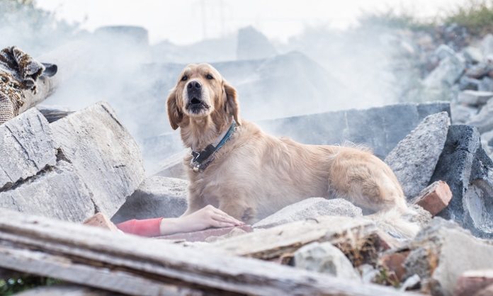deprem- arama kurtarma kopegi - Depositphotos Türkiye'yi vuran son depremler, arama kurtarma faaliyetlerinde özel eğitimli köpeklerin ne kadar önemli bir rol oynayabildiğini bir kez daha gösterdi. Deprem köpekleri