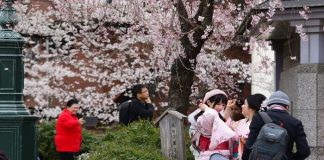 Japonya’nın simgesi kiraz çiçekleri bu yıl tekrar açtı