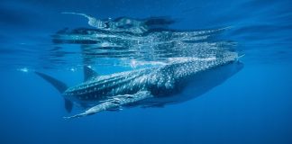 Katar’da balina köpekbalığı zamanı