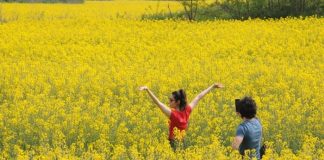 Tekirdağ’ın doğal fotoğraf stüdyosu: Kanola tarlaları