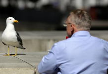 Martılar, insanları taklit ediyor