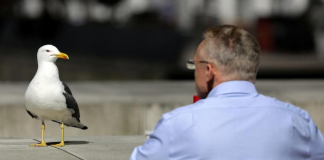 Martılar, insanları taklit ediyor