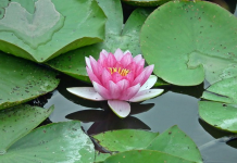 Nilüfer çiçeklerini koparanlara 244 bin TL ceza