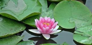 Nilüfer çiçeklerini koparanlara 244 bin TL ceza