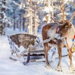 Kış Masalları: Lapland’da Kuzey Işıkları ve Kar Festivali Kış Masalları: Lapland'da Kuzey Işıkları ve Kar Festivali