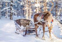 Kış Masalları: Lapland’da Kuzey Işıkları ve Kar Festivali Kış Masalları: Lapland'da Kuzey Işıkları ve Kar Festivali