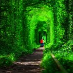 2023’te Türkiye’nin En Yeşil Şehirleri 2023'te Türkiye'nin En Yeşil Şehirleri