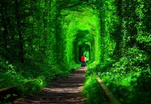 2023’te Türkiye’nin En Yeşil Şehirleri 2023'te Türkiye'nin En Yeşil Şehirleri