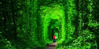 2023’te Türkiye’nin En Yeşil Şehirleri 2023'te Türkiye'nin En Yeşil Şehirleri