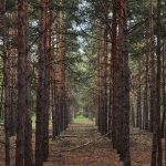 Yangın Alarmı: Ormanlık Alanlara 7 Ay Boyunca Giriş Yasaklanıyor