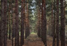 Yangın Alarmı: Ormanlık Alanlara 7 Ay Boyunca Giriş Yasaklanıyor