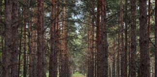 Bir İlde Daha Ormanlara Giriş Yasaklandı