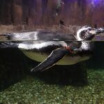 Emaar Akvaryum, fotoğrafçı Nil Göksel’in objektifinde hayat buluyor Emaar Akvaryum & Sualtı Hayvanat Bahçesi, unutulmaz bir aile gezisi için mükemmel bir seçenek.