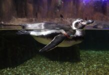 Emaar Akvaryum, fotoğrafçı Nil Göksel’in objektifinde hayat buluyor Emaar Akvaryum & Sualtı Hayvanat Bahçesi, unutulmaz bir aile gezisi için mükemmel bir seçenek.