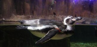 Emaar Akvaryum, fotoğrafçı Nil Göksel’in objektifinde hayat buluyor Emaar Akvaryum & Sualtı Hayvanat Bahçesi, unutulmaz bir aile gezisi için mükemmel bir seçenek.