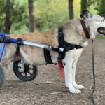 Engelli hayvanlar için kulaç atacak engelli köpek