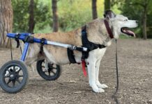 Engelli hayvanlar için kulaç atacak engelli köpek