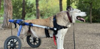 Engelli hayvanlar için kulaç atacak engelli köpek