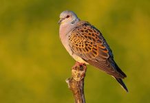 Nesli Tehlike Altındaki Türlerin Avlanılmasına İzin Verildi