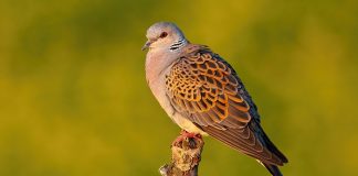 Nesli Tehlike Altındaki Türlerin Avlanılmasına İzin Verildi