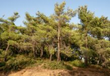 Akbelen İçin Uzmanlar Uyarıyor: Orman Ölmedi Ama…