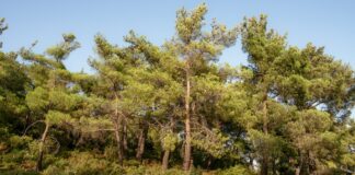 Akbelen İçin Uzmanlar Uyarıyor: Orman Ölmedi Ama…