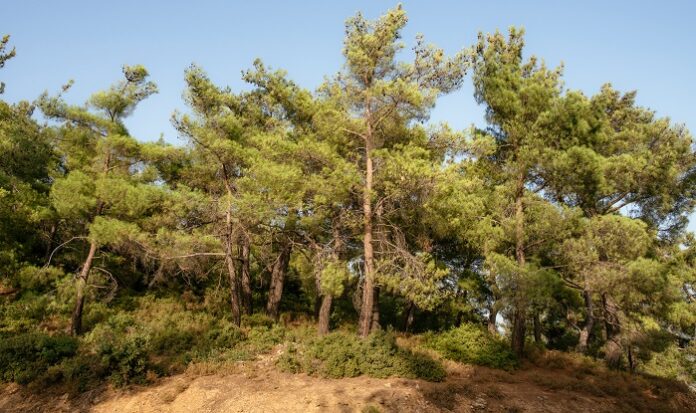 akbelen