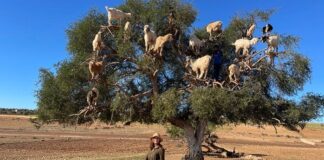 Marakeş: Renklerin Şehrinde Kaybolmak Marakeş: Renklerin Şehrinde Kaybolmak