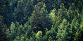 13 İlde Bazı Alanlar Orman Sınırları Dışına Çıkarıldı 13 İlde Bazı Alanlar Orman Sınırları Dışına Çıkarıldı