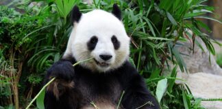 2023’te Katar’ın En İyileri: Yılın Öne Çıkan Başarıları ve Yenilikleri Panda