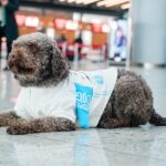 Terapi Köpekler Uçuş Stresinizi Azaltmaya Geliyor