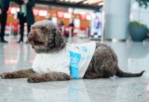 Terapi Köpekler Uçuş Stresinizi Azaltmaya Geliyor