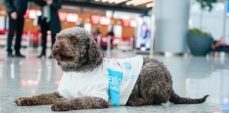 Terapi Köpekler Uçuş Stresinizi Azaltmaya Geliyor