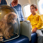 Aeroflot’tan Yeni Uygulama Aeroflot'tan Yeni Uygulama