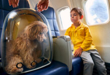 Aeroflot’tan Yeni Uygulama Aeroflot'tan Yeni Uygulama