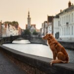 Avrupa Ülkelerinde Sokak Hayvanlarına Yönelik Uygulamalar sokak hayvanları