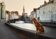 Avrupa Ülkelerinde Sokak Hayvanlarına Yönelik Uygulamalar sokak hayvanları