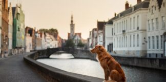 Avrupa Ülkelerinde Sokak Hayvanlarına Yönelik Uygulamalar sokak hayvanları