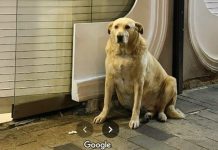 Bir Sokak Köpeği Turizme Katkı Sağlayabilir Mi?: Evet! The Boulder’ın Hikayesi