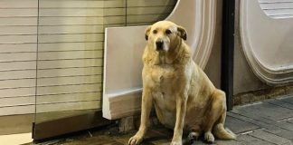 Bir Sokak Köpeği Turizme Katkı Sağlayabilir Mi?: Evet! The Boulder’ın Hikayesi