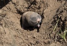 Kanser Olmayan Türler: Tunceli’nin Kör Fareleri Tunceli'nin Kör Fareleri