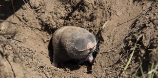 Kanser Olmayan Türler: Tunceli’nin Kör Fareleri Tunceli'nin Kör Fareleri