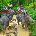 Tayland-Kamboçya Sınırı İçin Seyahat Uyarısı Tayland Turistik Doğa Parkındaki Filler