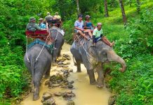 Tayland Turistik Doğa Parkındaki Sel Baskınından 100 Fil Kurtarıldı Tayland Turistik Doğa Parkındaki Filler